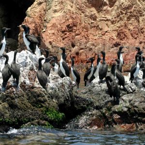 Ballestas2