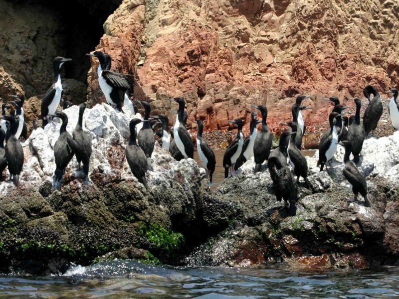 Ballestas2